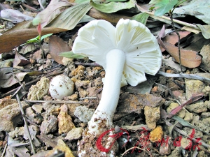 春天来了白毒伞露头 做个好吃货远离毒蘑菇!|蘑