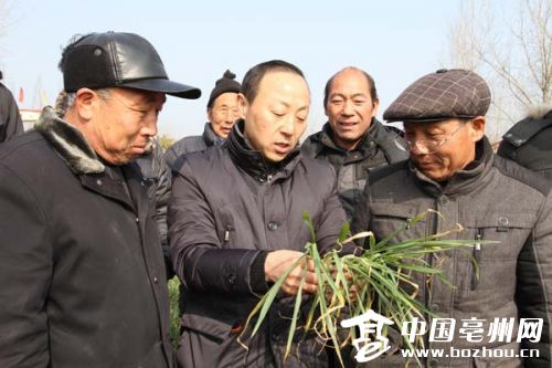 亳州利辛县组织专家指导农民田间管理(图)|小麦