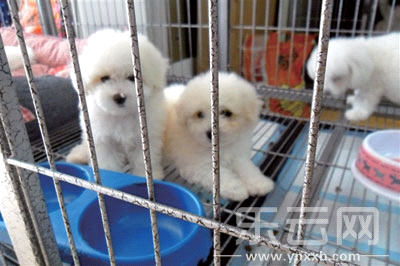 宠物店里待售的小狗。