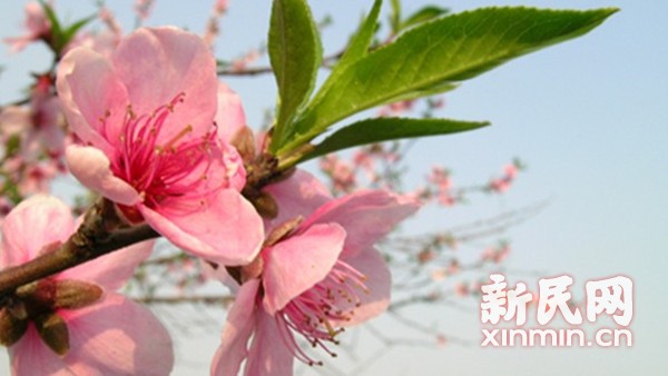 上海鲜花港停车_上海鲜花港_定点停车怎么找点图(3)