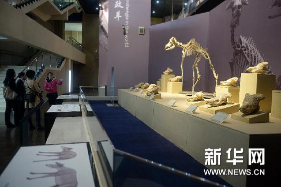甘肃和政古生物化石博物馆扩大展出规模 图|化