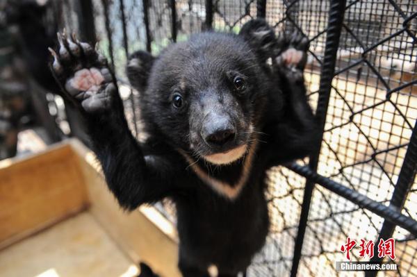 22只被贩卖的熊孩子在昆明找到新家|黑熊|民