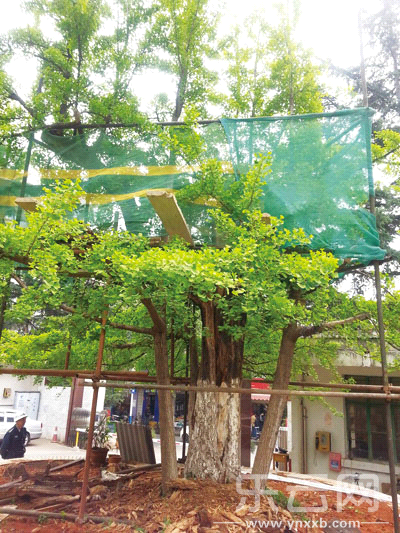 百年银杏树枝干腐朽 撑铁柱搭栅栏生存|银杏