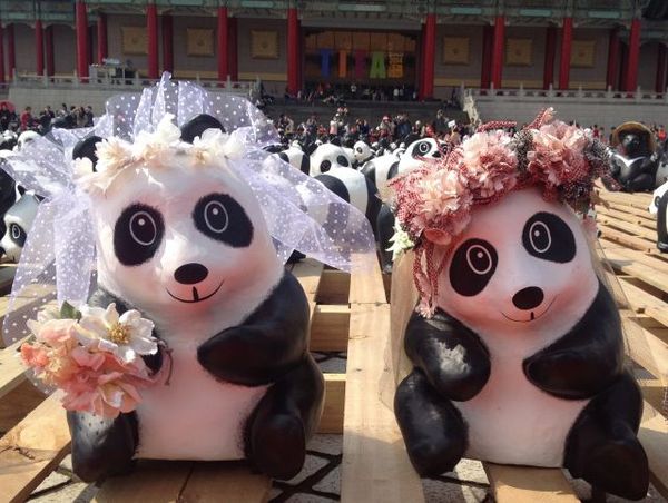 1600只纸熊猫台湾快闪 披婚纱娇羞与纸黑熊晒