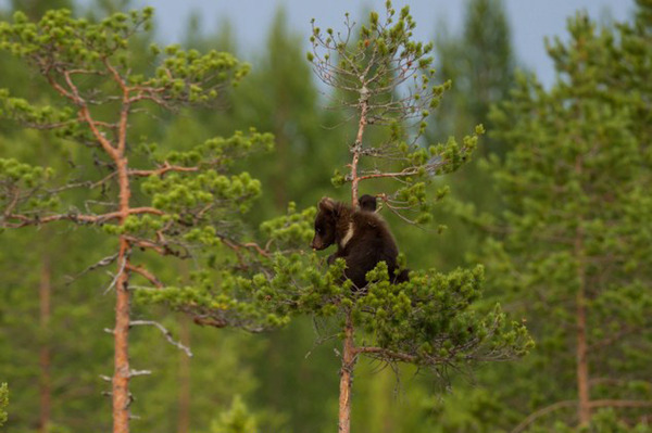 摄影师芬兰抓拍熊宝宝跟妈妈学爬树亲密时刻(