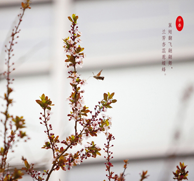 【石大长镜头】枝头岁岁著春风|校园|入学考试