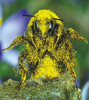 在现实世界中竟然也有一只小蜜蜂采花采得变成了