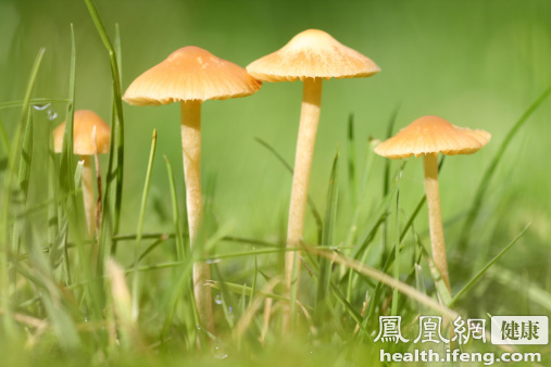 清明踏青 五种方法教你鉴别有毒蘑菇