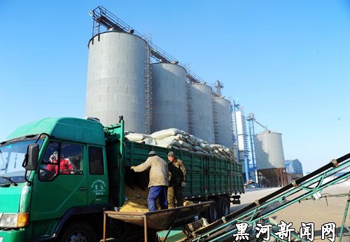 图为收购的粮食通过传送带进入储备库