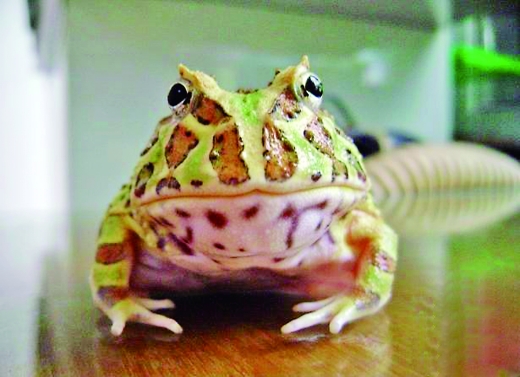 南美角蛙寿命图片大全 Uc今日头条新闻网