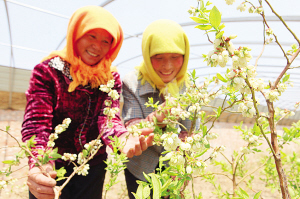 新区首个蓝莓采摘园6月开放:让市民享采摘乐趣