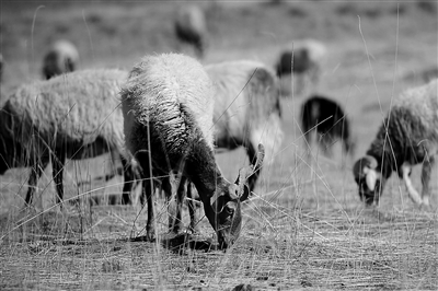 青海加大减畜 保护草原生态|草原|牧区