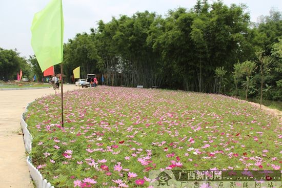 园区里随处可见开得正艳的格桑花。广西新闻网记者 许乾雷 摄