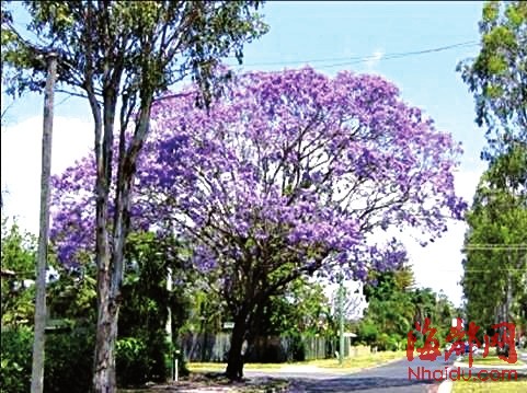 蓝花楹