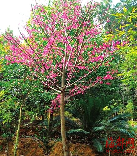 福建山樱花