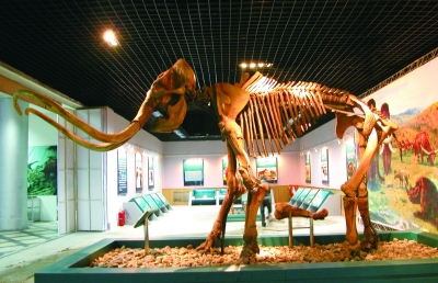 (俄罗斯猛犸象化石将带领大家回到冰河世纪，探索地球生命的演变。(资料图片）)