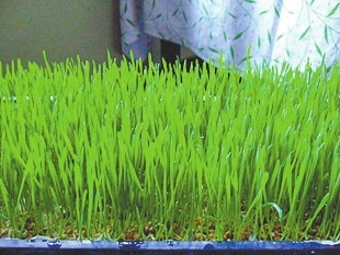 体虚之人喝点麦苗汁|黄疸|养胃