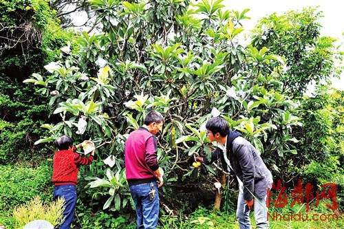 白梨枇杷树在开花授粉期应避免与其他品种枇杷杂交