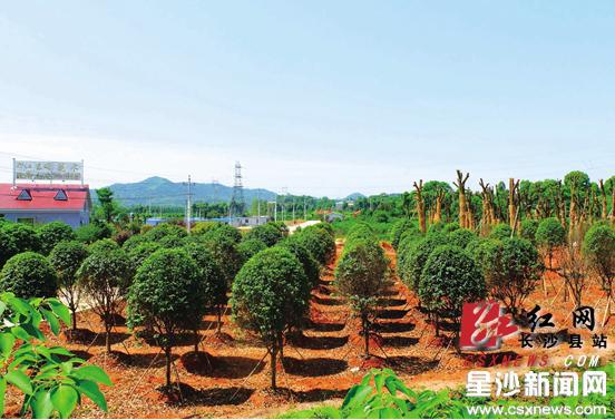 长沙县跳马镇种植花卉苗木8万多亩 远销20多个