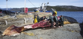 5月8日,加拿大,安大略皇家博物馆工作人员在对蓝鲸尸体进行解剖。连日来,尸体散发出的臭味给周围居民的生活带来影响。图/CFP