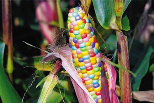 中国拒收100多万吨美转基因玉米|大豆|玉米_凤凰资讯