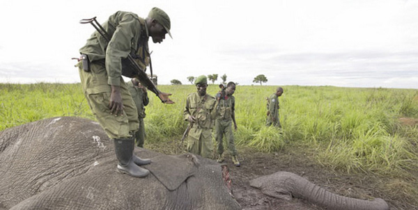 刚果(金)国家动物园大象频繁遭遇盗猎袭击 呈周