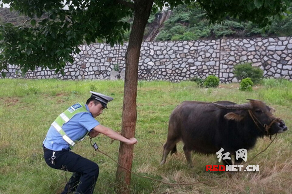 (牛魔王降落京港澳高速,交警将其降服)