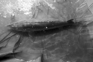 280斤大鲟鳇鱼|公约|鳇鱼