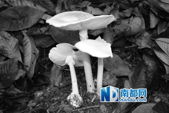 ●广东头号蘑菇杀手———致命鹅膏菌，又名致命白毒伞，主要为害肝脏，一两就可使人致死。