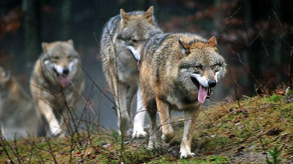 德国萨克森州狼群激增 家畜遇袭事件屡屡发生