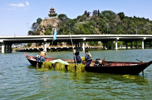 　　5月13日，工作人员在滇池打捞水藻 ■见习记者 资渔