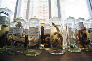 云南常见毒蛇有50多种 都市时报 谢瑞