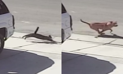 图为当日猫咪追逐恶犬的监控录像。目前，这只咬人的恶犬已经被处决。