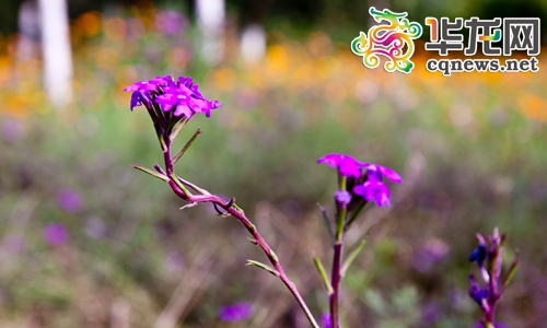 细叶美女樱，你见过没？ 通讯员 谭宏民 摄