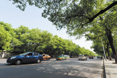 　　开福区东风路绿树成荫，是长沙市民最乐意行经的道路之一。