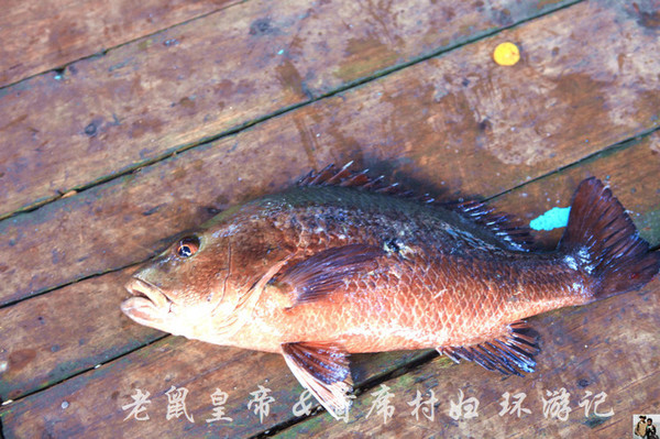 在疍家渔排上吃“天下第一粥” 在疍家渔排上吃“天下第一粥”