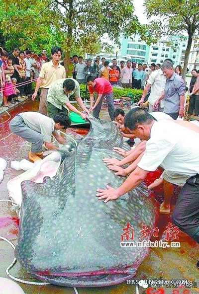 电白罗坑水库现吃人塘鲺? 谣言!