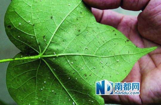 烟粉虱卵长约0 .2m m,是木尔坦棉花曲叶病毒寄主。