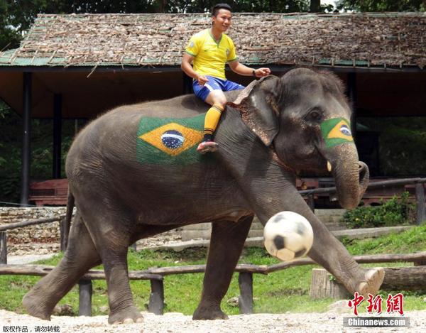大象世界杯泰国上演 桑巴激情全球疯狂