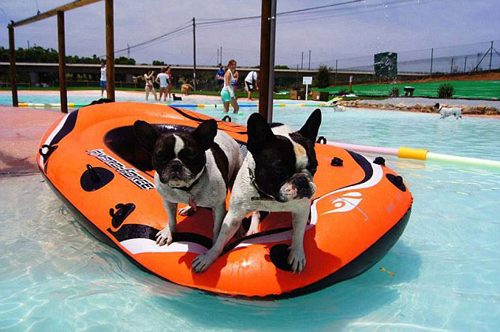 西班牙旅游胜地为宠物狗打造专属游泳池|胜地