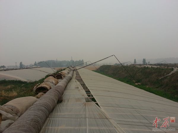 种植茄子的大棚每个占地一亩左右