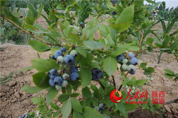 蓝莓富含花青素，具有活化视网膜的功效，是世界粮农组织推荐的五大健康水果之一。肖翔/摄