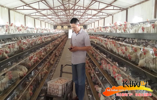 成安:蛋鸡养殖场主手指轻点手机 轻松售蛋千斤
