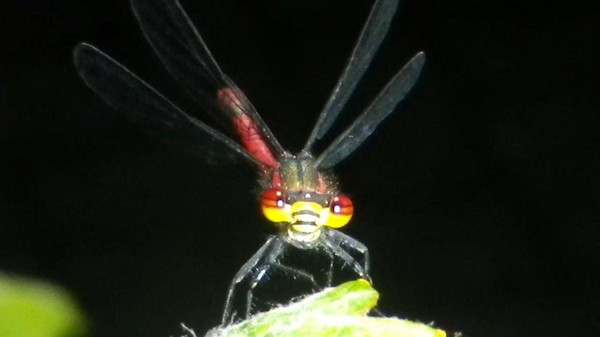 德国队世界杯首战在即 球迷创意加油助威(高清