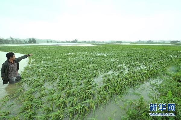 福建诏安:台风海贝思带来强降雨(图)|受灾|农作