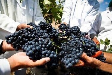 巴西的葡萄梦|葡萄酒|梅乐_凤凰财经