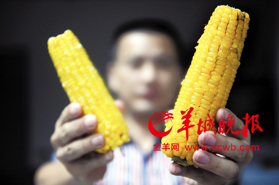 　　添加香精煮出来的玉米（如上图）既香甜又有韧劲 羊城晚报记者 汤铭明 摄