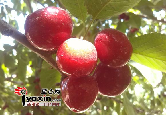 郑功安种植的大樱桃。