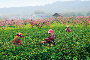 无锡推进乡村旅游|旅游|旅行社