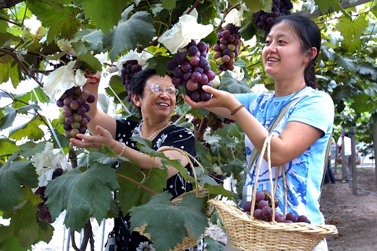 市民在马陆葡萄主题公园内采摘葡萄.